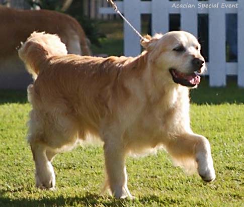 Acacian Special Event