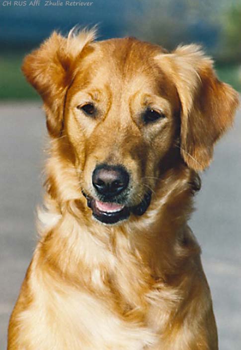 Affi  Zhulie Retriever