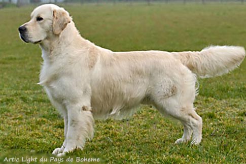 Artic Light du Pays de Boheme