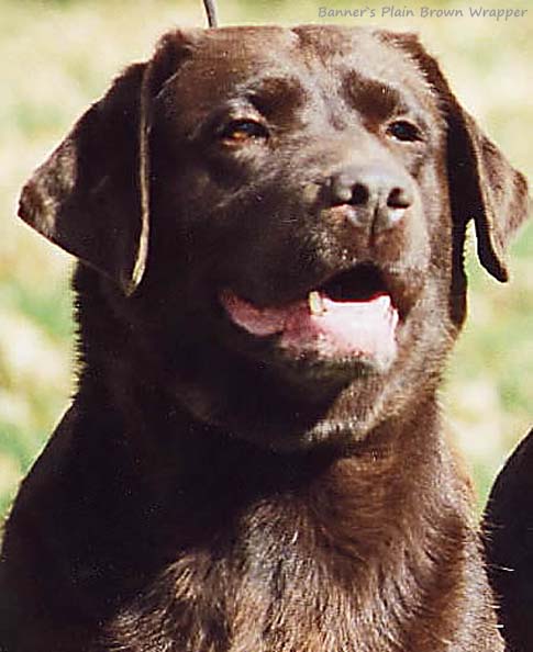 Лабрадор Banner's Plain Brown Wrapper