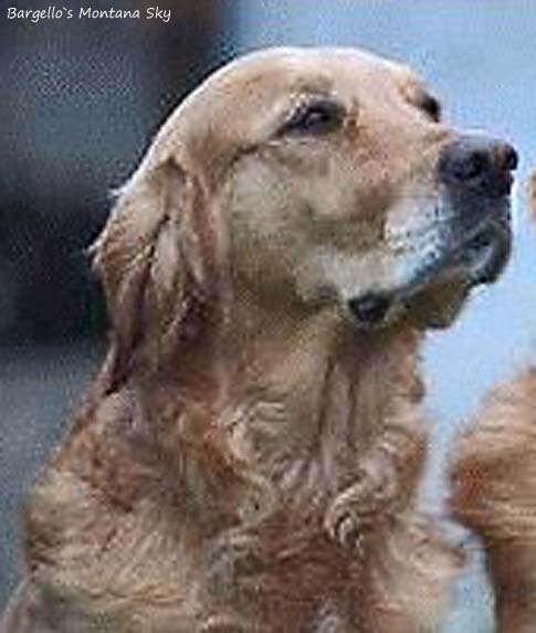 Bargello's Montana Sky