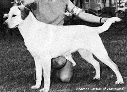 Beaver`s Lavinia of Moorwood