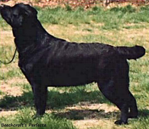 Лабрадор Beechcroft's Perfecta
