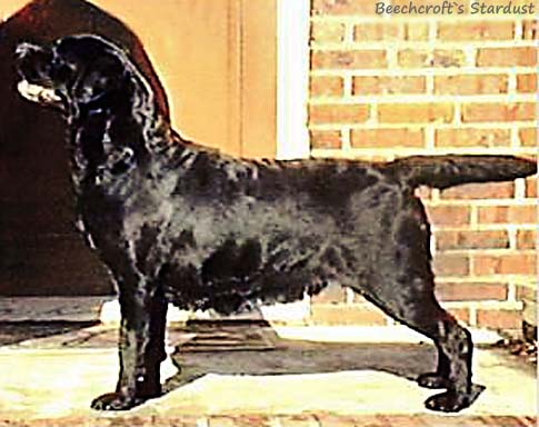 Лабрадор Beechcroft's Stardust