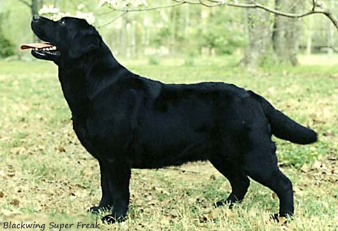 Blackwing Super Freak