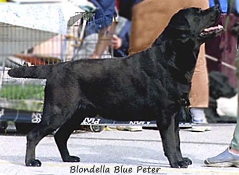 Blondella Blue Peter