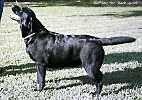 Bluffdale The Black Queen