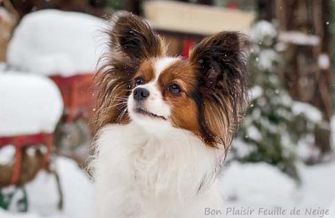 Bon Plaisir Feuille De Neige