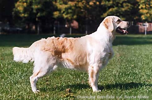 Charming Cornflake v.d. Beerse Hoeve