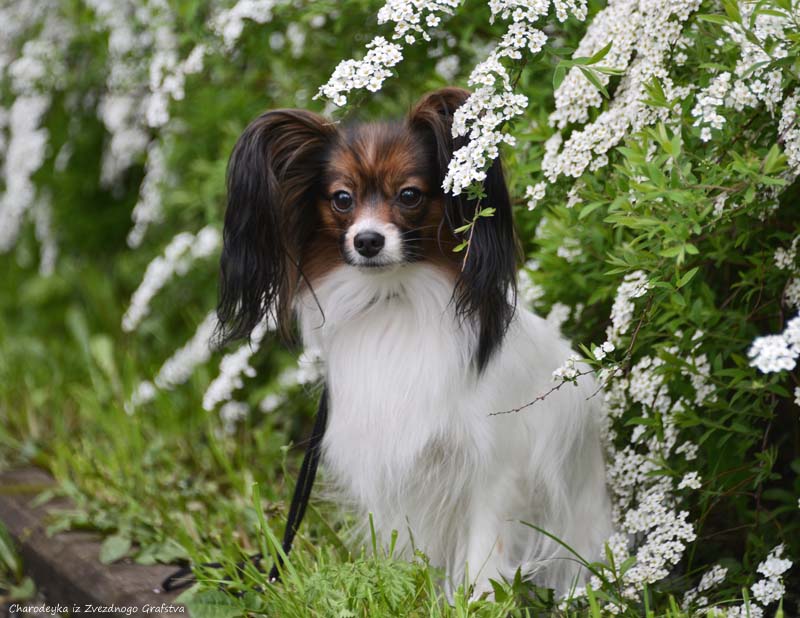 papillon female