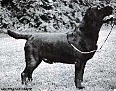 Лабрадор Charway Sea Badger