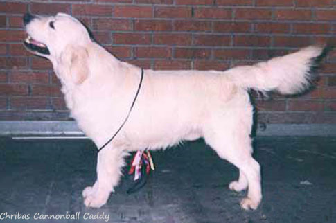 Chribas Cannonball Caddy