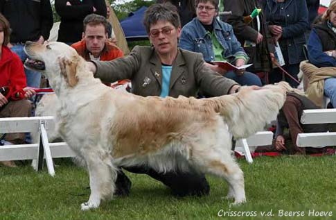 Crisscross v.d. Beerse Hoeve