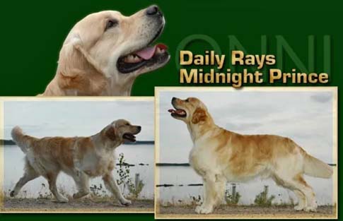Daily Rays Midnight Prince