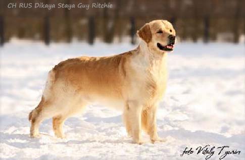 Dikaya Staya Guy Ritchie