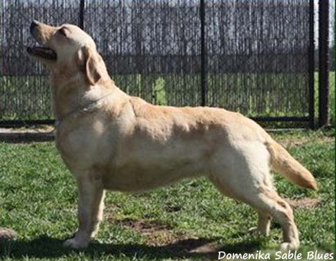 Domenika Sable Blues