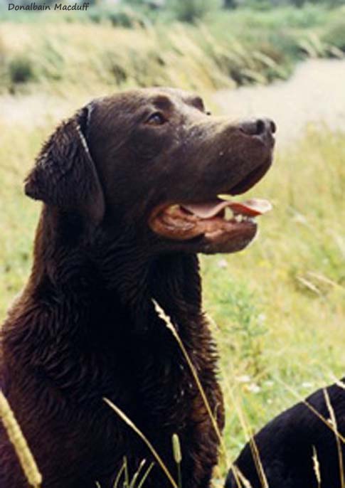 Лабрадор Donalbain Macduff