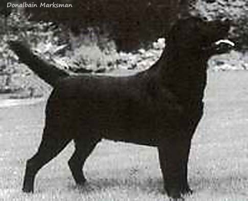 Лабрадор Donalbain Marksman