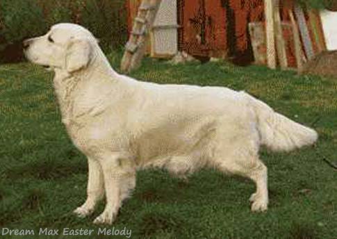 Dream Max Easter Melody 