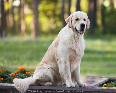 Edvin iz Sokolinogo Gnezda