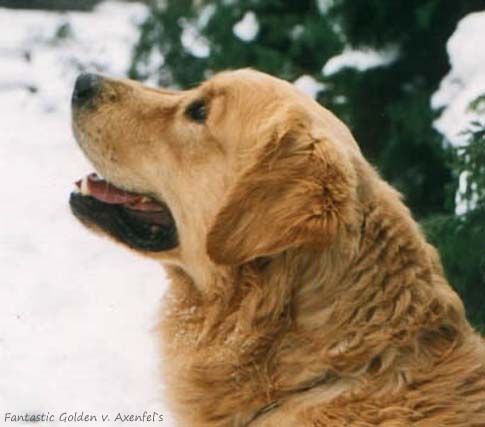 Fantastic Golden v. Axenfels