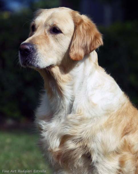 Fine Art Rudgieri Estrella