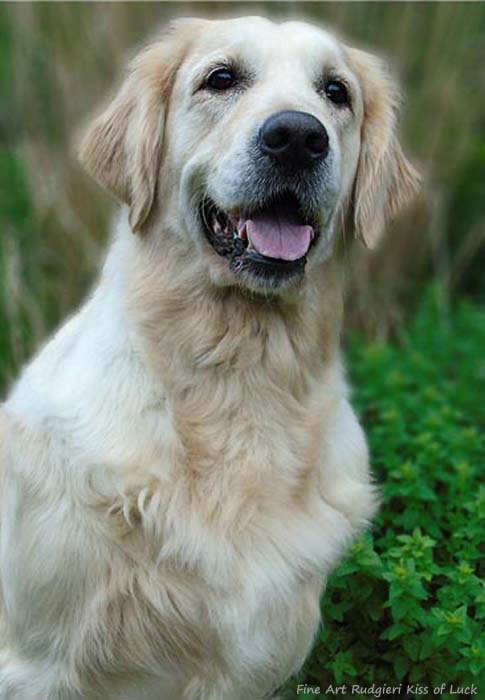 Fine Art Rudgieri Kiss of Luck