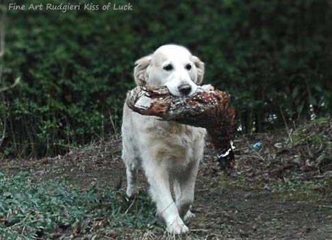 Fine Art Rudgieri Kiss of Luck