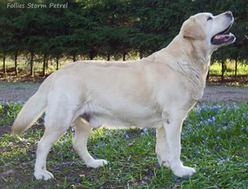 Follies Storm Petrel