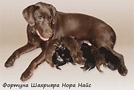 Лабрадор шоколадный с щенками 