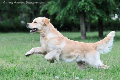 Frants Anton Bekkenbauer