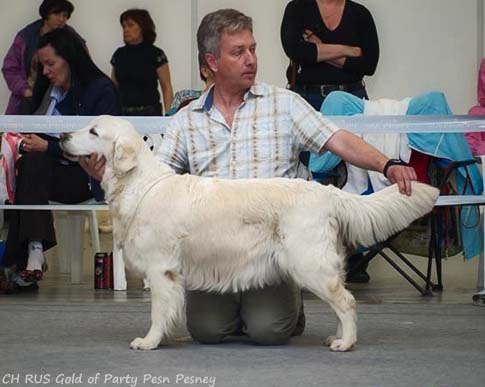 Gold of Party Pesn Pesney