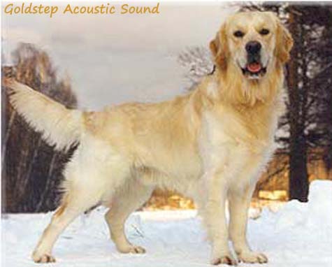 Goldstep Acoustic Sound