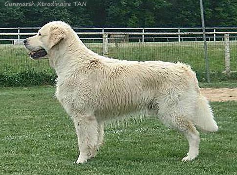 Gunmarsh Xtrodinaire TAN