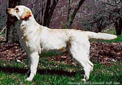 Hennings Mill Sommit Ruff Gem