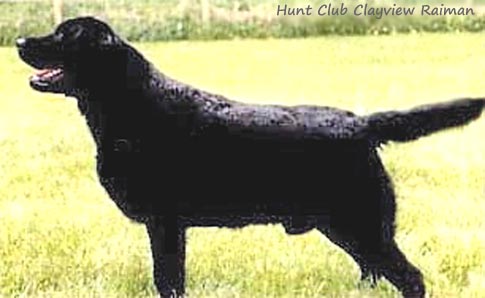 Лабрадор Hunt Club Clayview Rainman