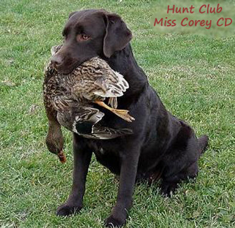 Hunt Club Miss Corey