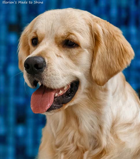 Illoriens Made to Shine