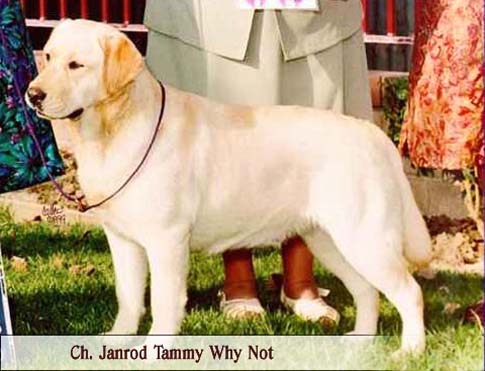 Лабрадор Janrod's Tammy Whynot