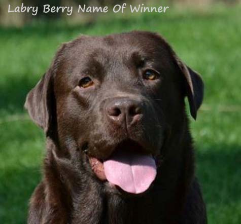 Лабрадор Labry Berry Name Of Winner