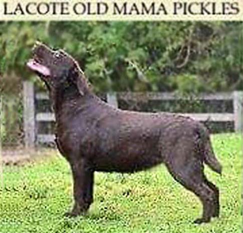 Lacote Old Mama Pickles