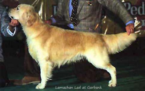 Lamachan Lad at Garbank