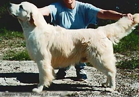 Lawpark Bugsy Malone of Lislone