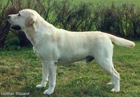 Лабрадор Licithas Blizzard
