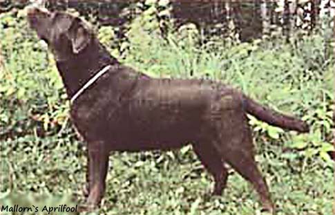 Лабрадор Mallorn's Aprilfool