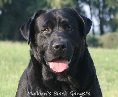 Лабрадор Mallorn's Black Gangsta