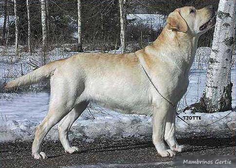 Лабрадор Mambrinos Gertie