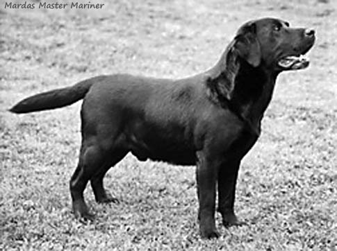 Лабрадор Mardas Master Mariner