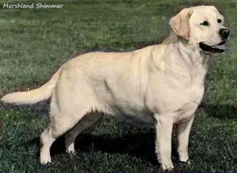 Лабрадор Marshland Shimmer