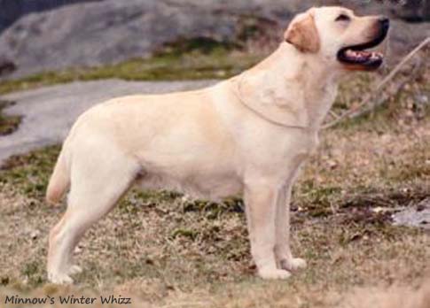 Лабрадор Minnows Winter Whizz